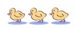 Chicks