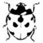 Ladybird 26503