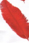 Ostrich Feathers