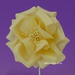 Buttonhole Flowers - Champagne.