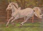 White Stallion