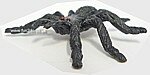 Scarey Spider.