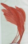 Feather 1