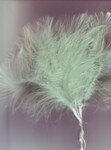 Fluffy Feather 1