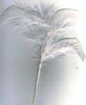 Feather 2